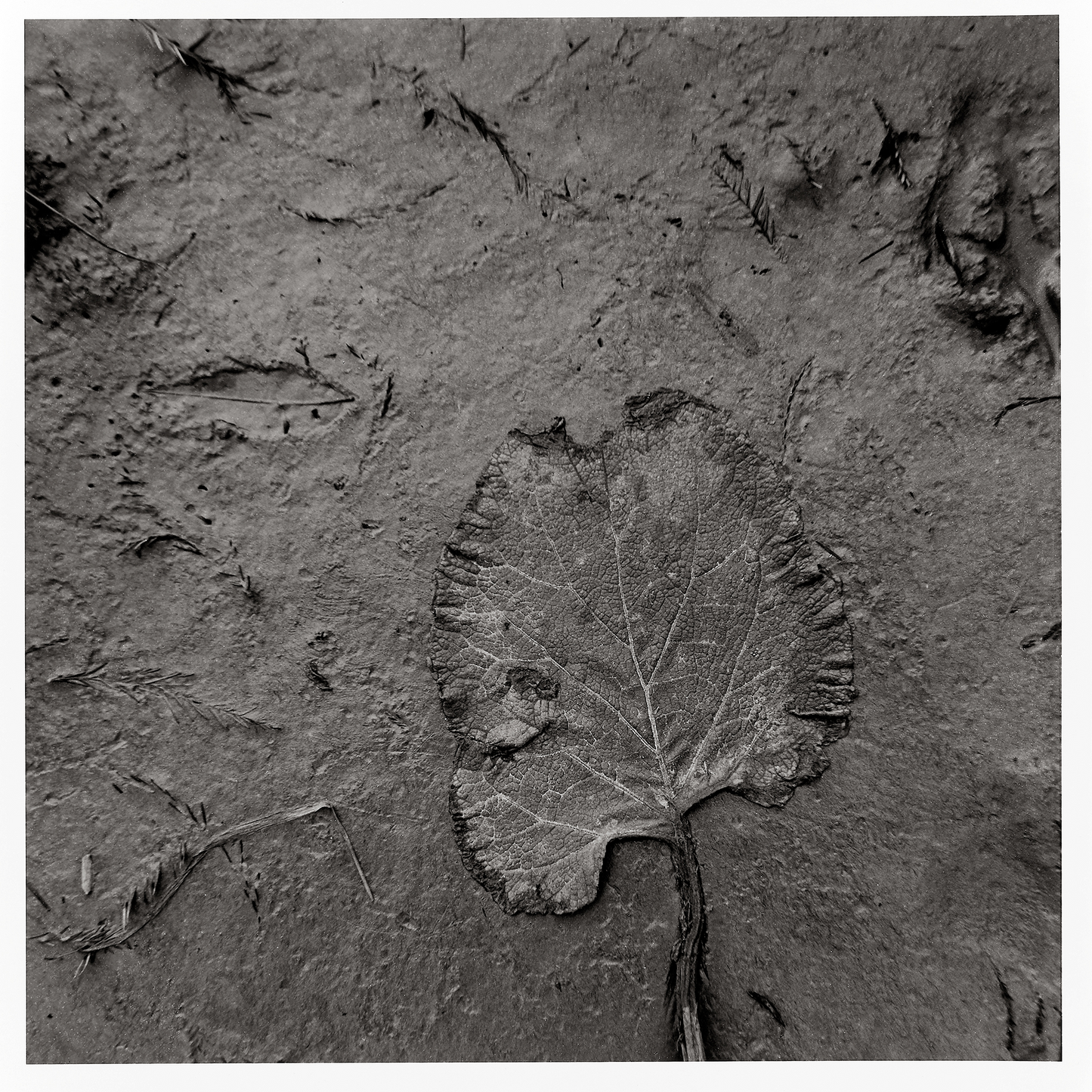 Feuille de mûrier blanc